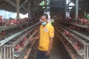 Harga Telur di Palu Anjlok