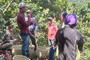 Kelompok KUPS asal Alitupu Belajar Pascapanen Kopi di Dombu