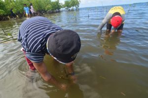 Tanam Bibit Mangrove Peringati Hari Lingkungan Hidup Sedunia, Puluhan Pemuda di Parigi Moutong Gunakan Teknik Ini