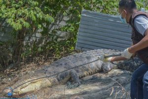Buaya betina buntung tangkapan warga donggala berakhir di penangkaran