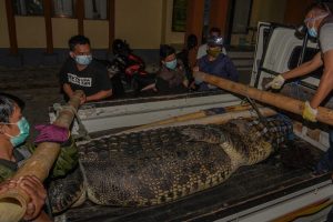 Buaya Ukuran Jumbo kembali Ditangkap di Donggala