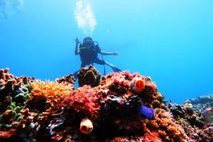 Peresmian Sekolah Diving di Parigi Moutong Diwacanakan Besok