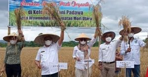 Tanam Padi Organik, Petani Wawondula Ciptakan Sejarah di Morut