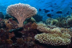 Liburan Weekend, Ini 11 Spot Diving Terbaik di Parigi Moutong