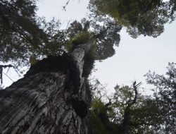 Pohon Tertua di Dunia Berusia 4 Ribu Tahun