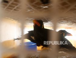 Delapan Ekor Beo Mentawai Berhasil Diselamatkan dari Penjualan Ilegal