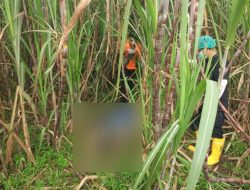 Pria di Tulungagung Ditemukan Tewas di Kebun Tebu