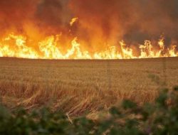 Kebakaran Hutan Landa Portugal dan Spanyol