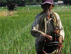 Pemerintah Atur Distribusi Pupuk Bersubsidi