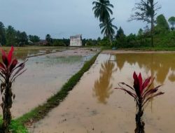 180 Hektare Sawah di Desa Torue Rusak Akibat Banjir