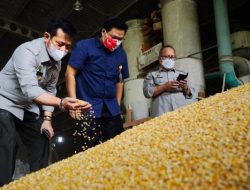 Kementan RI soal Pemenuhan Kebutuhan Jagung Nasional