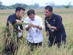 Kementan: Manfaatkan Lahan Bekas Tambang untuk Pertanian