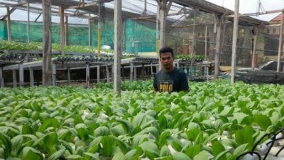 Cerita Andri, Petani Hidroponik di Banggai Beromset Puluhan Juta