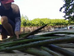 Skema Pemda Parimo Demi Pecahkan Rekor Muri Penanaman Mangrove