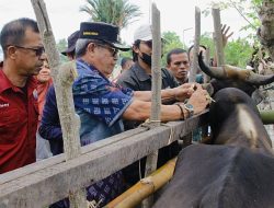 Pemda Parimo Sediakan 10.000 Dosis Vaksin PMK Bagi Peternak