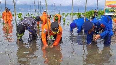Basarnas Palu Tanam 100 Bibit Mangrove di HUT ke-51