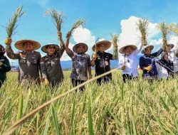 Wagub Sulteng Panen Padi di Parigi Moutong