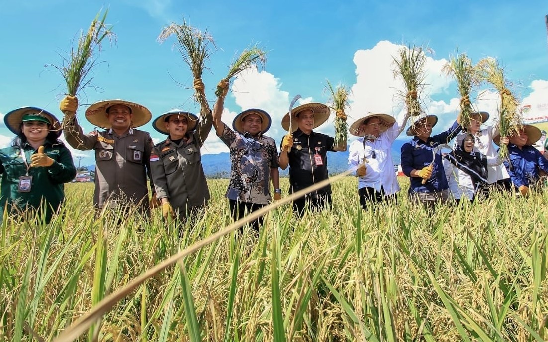 Wagub Sulteng Panen Padi di Parigi Moutong