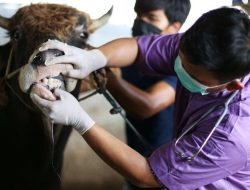 2.600 Hewan di Parigi Moutong Telah Diobati Secara Klinis