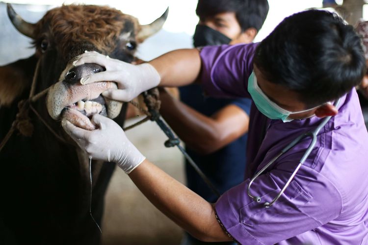 2.600 Hewan di Parigi Moutong Telah Diobati Secara Klinis