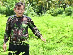 Kementerian Pertanian Genjot Pengembangan Kelor