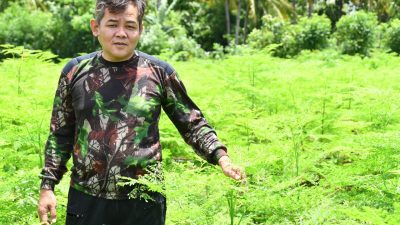 Kementerian Pertanian Genjot Pengembangan Kelor