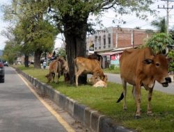 Satpol PP Parigi Moutong Kewalahan Tangani Hewan Ternak