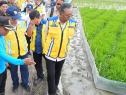 Menteri PU: Metode IPHA, Revolusi Budidaya Padi Hemat Air Tingkatkan Produksi Gabah