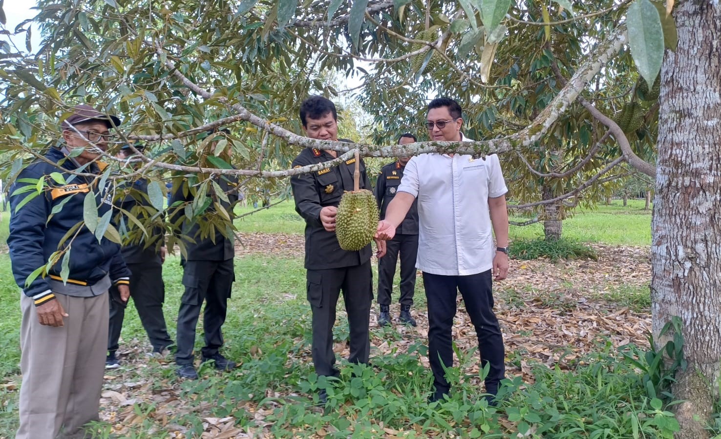 Tinjau Perkebunan Durian di Parigi Moutong, Kepala Barantin Sebut Audit Ketat Jadi Kunci Ekspor