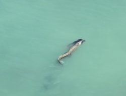 Tragis! Pria di Palu Tewas Diterkam Buaya Saat Berenang di Pantai Talise