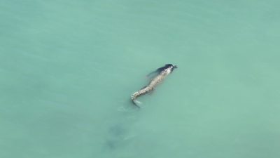 Tragis! Pria di Palu Tewas Diterkam Buaya Saat Berenang di Pantai Talise
