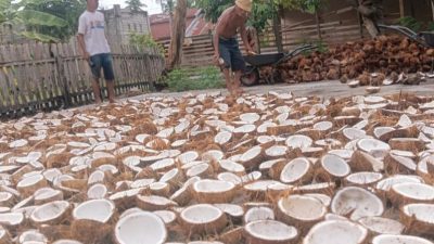 Disperindag Parigi Moutong soal Investor Kelapa