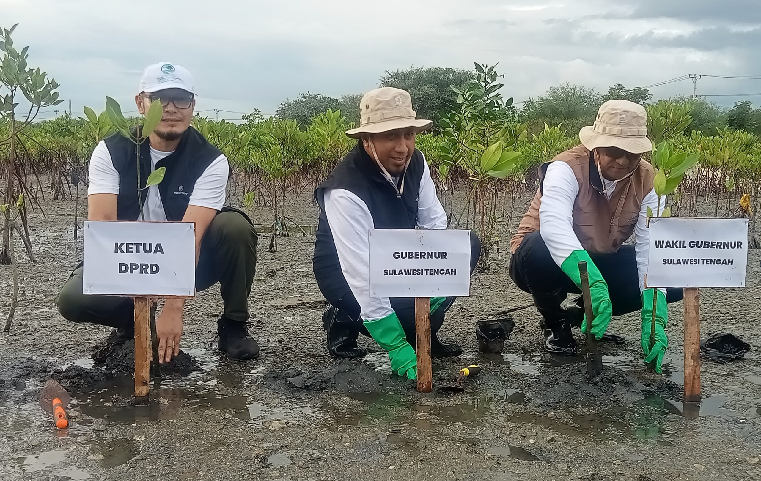 Penanaman Mangrove di Teluk Palu Diperingatan Hari Lingkungan Hidup Sedunia