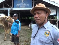 Calon Sapi Kurban Pilihan Presiden Sudah Lalui Proses Seleksi DPKH Parigi Moutong