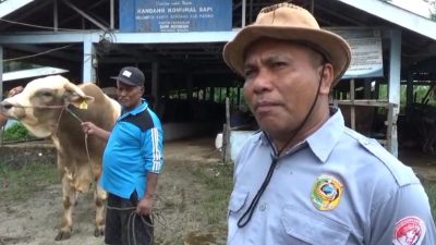 Calon Sapi Kurban Pilihan Presiden Sudah Lalui Proses Seleksi DPKH Parigi Moutong