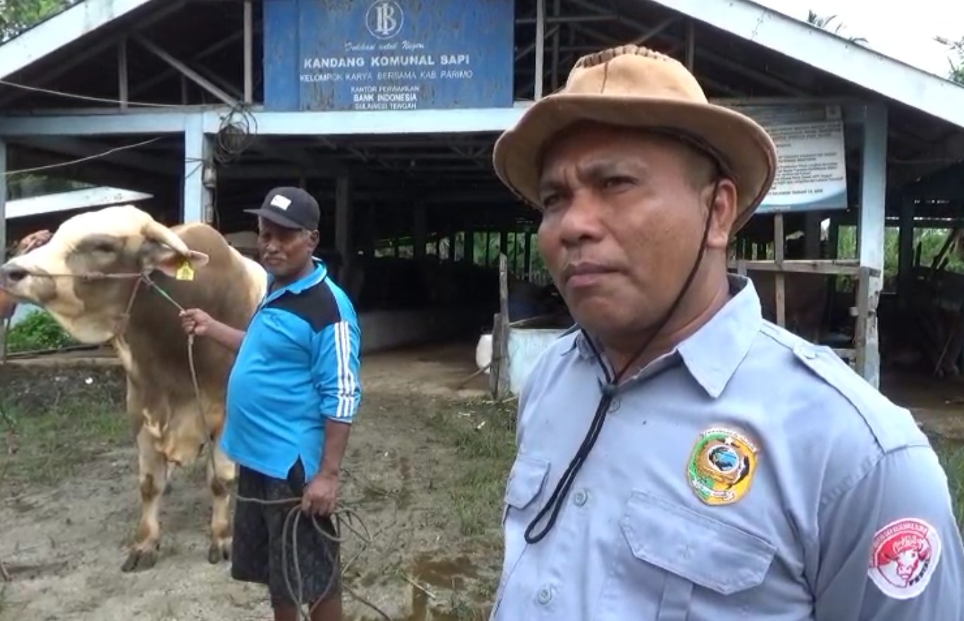 Calon Sapi Kurban Pilihan Presiden Sudah Lalui Proses Seleksi DPKH Parigi Moutong