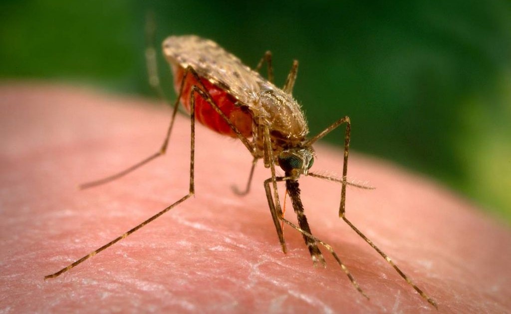 Tanggap Darurat Bakal Diberlakukan, Imbas 147 Kasus Malaria Ditemukan di Parigi Moutong