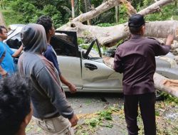 Sopir Asal Gorontalo Tewas Tertimpa Pohon di Jalur Kebun Kopi Parigi Moutong