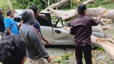 Sopir Asal Gorontalo Tewas Tertimpa Pohon di Jalur Kebun Kopi Parigi Moutong