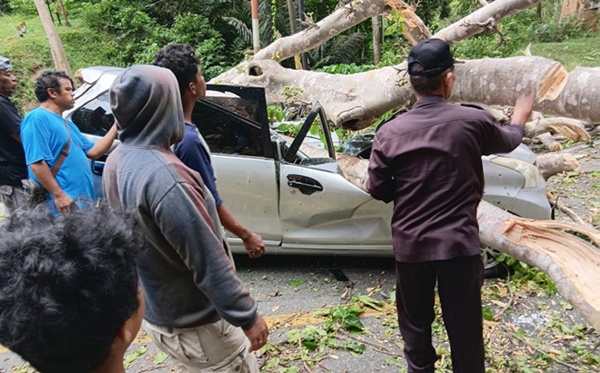Sopir Asal Gorontalo Tewas Tertimpa Pohon di Jalur Kebun Kopi Parigi Moutong