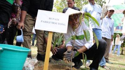 Pemda Parigi Moutong Genjot Pengembangan Durian, Kajian Tambang Dipastikan Tidak Diprioritaskan
