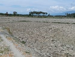 Kekeringan Parah, 3.000 Hektare Sawah di Parigi Moutong Gagal Tanam