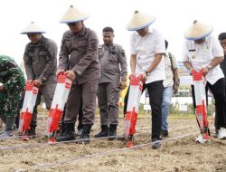 Miliki Produksi 45.245 Ton, Parigi Moutong Disebut Penghasil Jagung Terbesar di Sulteng