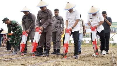 Miliki Produksi 45.245 Ton, Parigi Moutong Disebut Penghasil Jagung Terbesar di Sulteng