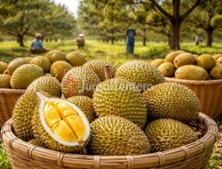 Bangun Kawasan Durian Skala Besar, Parigi Moutong Perkuat Daya Saing Ekspor