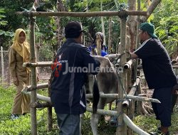 Peternak Wajib Tahu! Vaksinasi PMK Gratis Mulai Digelar di Parigi Moutong