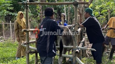 Peternak Wajib Tahu! Vaksinasi PMK Gratis Mulai Digelar di Parigi Moutong