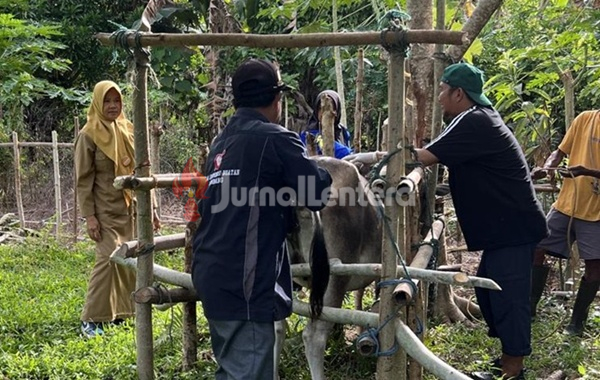 Peternak Wajib Tahu! Vaksinasi PMK Gratis Mulai Digelar di Parigi Moutong