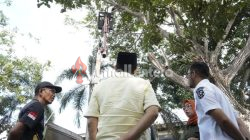 Bupati Parigi Moutong Instruksikan Pemangkasan Besar-besaran Pohon Trambesi