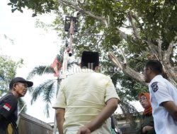 Bupati Parigi Moutong Instruksikan Pemangkasan Besar-besaran Pohon Trambesi